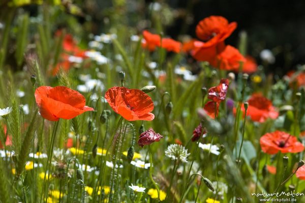 Klatsch-Mohn, Papaver rhoeas, Papaveraceae, inmitten bunter Wiese, Restonica-Tal, Korsika, Frankreich