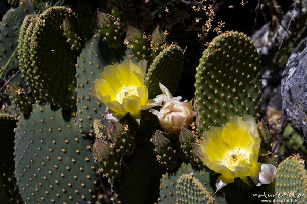 Opuntie, Feigenkaktus, Opuntia ficus-indica, Cactaceae, Blätter, Blüten und Früchte, Restonica-Tal, Korsika, Frankreich