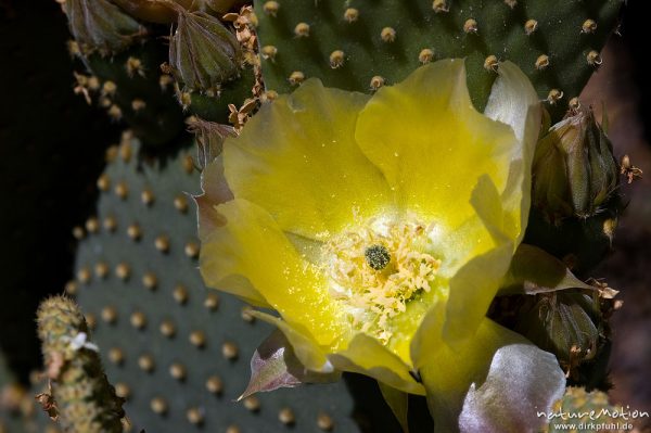 Opuntie, Feigenkaktus, Opuntia ficus-indica, Cactaceae, Blüte, Restonica-Tal, Korsika, Frankreich