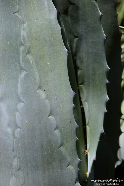 Amerikanische Agave, Agave americana, Agavaceae, Blätter mit Blattabdrücken, Restonia-Tal, Korsika, Frankreich