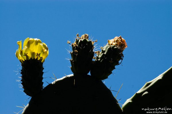 Opuntie, Feigenkaktus, Opuntia ficus-indica, Cactaceae, Blätter, Blüten und Früchte, Restonica-Tal, Korsika, Frankreich