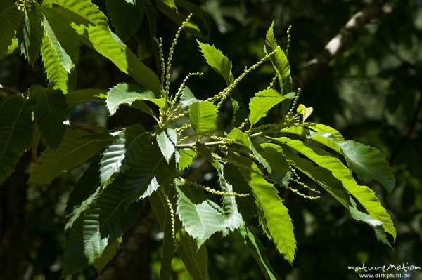 Edelkastanie, Esskastanie, Castanea sativa, Fagaceae, Blätter und Blütenstände, Manganello-Tal, Korsika, Frankreich