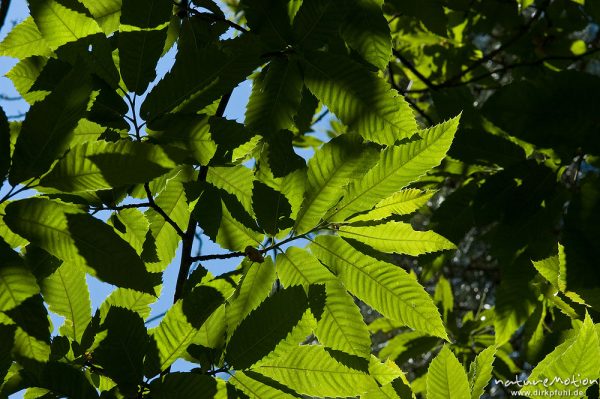 Edelkastanie, Esskastanie, Castanea sativa, Fagaceae, Blätter im Gegenlicht, Manganello-Tal, Korsika, Frankreich