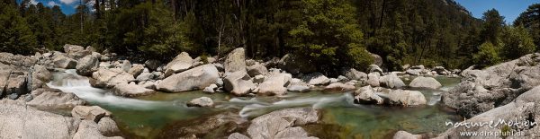 Gebirgsbach mit glatt geschliffenen Felsen, Schwarzkiefern, Manganello-Tal, Korsika, Frankreich