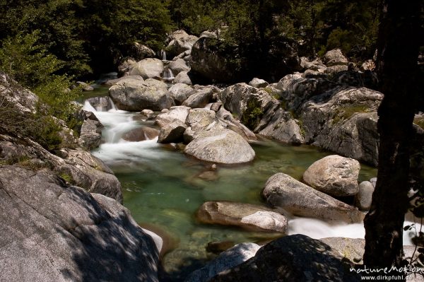 Gebirgsbach mit glatt geschliffenen Felsen, Schwarzkiefern, Manganello-Tal, Korsika, Frankreich