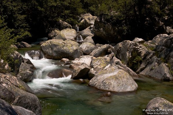 Gebirgsbach mit glatt geschliffenen Felsen, Schwarzkiefern, Manganello-Tal, Korsika, Frankreich