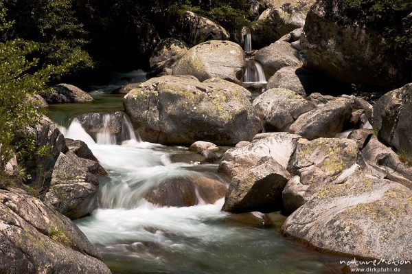 Gebirgsbach mit glatt geschliffenen Felsen, Schwarzkiefern, Manganello-Tal, Korsika, Frankreich