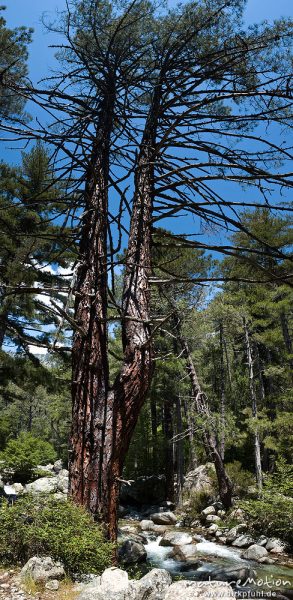 Schwarz-Kiefer, Laricio-Kiefer, Pinus nigra, Pinaceae, Baum mit zweigeteiltem Stamm, Ufer des Manganello-Bach, Korsika, Frankreich