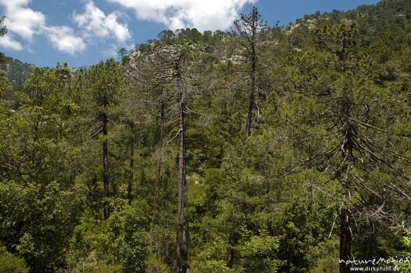 Schwarz-Kiefer, Laricio-Kiefer, Pinus nigra, Pinaceae, abgestorbene Bäume inmitten des Bestandes, Manganello-Tal, Korsika, Frankreich