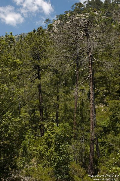 Schwarz-Kiefer, Laricio-Kiefer, Pinus nigra, Pinaceae, abgestorbene Bäume inmitten des Bestandes, Manganello-Tal, Korsika, Frankreich