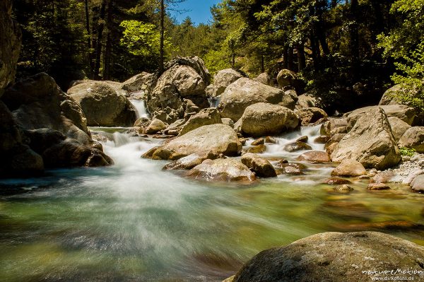 Gebirgsbach mit glatt geschliffenen Felsen, Schwarzkiefern, Manganello-Tal, Korsika, Frankreich