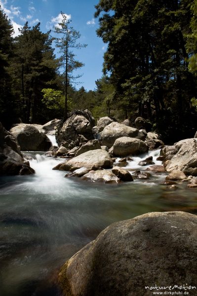 Gebirgsbach mit glatt geschliffenen Felsen, Schwarzkiefern, Manganello-Tal, Korsika, Frankreich