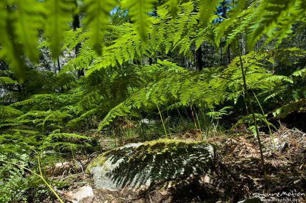 Adlerfarn, Pteridium aquilinum, Hypolepidaceae, lichtdurchfluteter Bestand, Felsen, Schatten, Manganello-Tal, Korsika, Frankreich