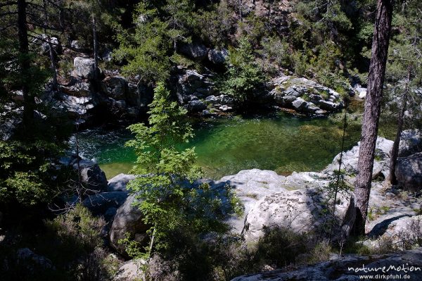 Gebirgsbach, türkisfarbenes Wasser, Ufer mit Felsen und Schwarz-Kiefern, Manganello-Tal, Korsika, Frankreich