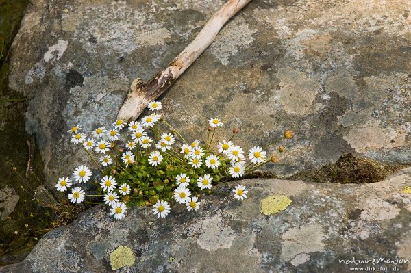 Echtes Zwerggänseblümchen, Spatelgänseblümchen, Bellium bellidioides, Korbblütler (Asteraceae), Hors, Korsika, Frankreich