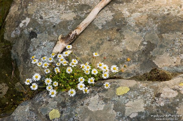 Echtes Zwerggänseblümchen, Spatelgänseblümchen, Bellium bellidioides, Korbblütler (Asteraceae), Horst in Felsspalte, Manganello-Tal, Korsika, Frankreich