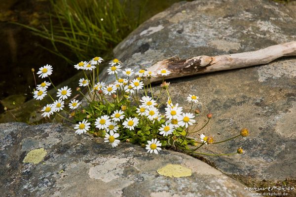 Echtes Zwerggänseblümchen, Spatelgänseblümchen, Bellium bellidioides, Korbblütler (Asteraceae), Horst in Felsspalte, Manganello-Tal, Korsika, Frankreich