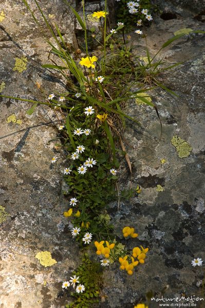bewachsene Felsspalte, u.a. mit Echtes Zwerggänseblümchen, Spatelgänseblümchen, Bellium bellidioides, Korbblütler (Asteraceae), Horst in Felsspalte, Manganello-Tal, Korsika, Frankreich