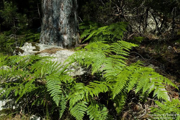 Adlerfarn, Pteridium aquilinum, Hypolepidaceae, Felsen und Schwarz-Kiefer, Manganello-Tal, Korsika, Frankreich