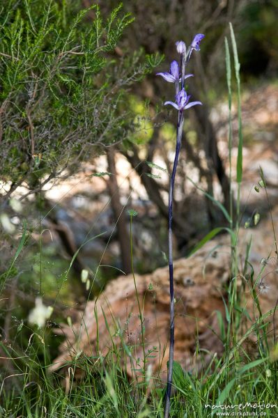 Violetter Dingel, Limodorum abortivum, Orchideen (Orchidaceae), Manganello-Tal, Korsika, Frankreich