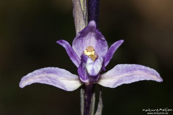 Violetter Dingel, Limodorum abortivum, Orchideen (Orchidaceae), Blüte, Manganello-Tal, Korsika, Frankreich