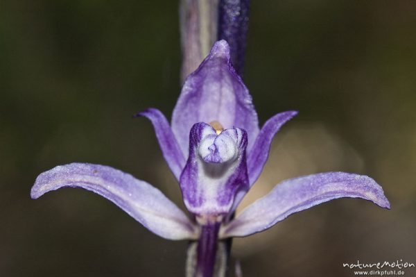 Violetter Dingel, Limodorum abortivum, Orchideen (Orchidaceae), Blüte, Manganello-Tal, Korsika, Frankreich