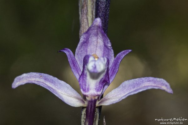 Violetter Dingel, Limodorum abortivum, Orchideen (Orchidaceae), Blüte, Manganello-Tal, Korsika, Frankreich