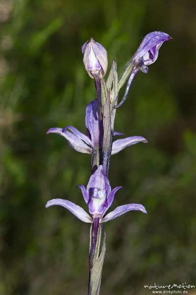 Violetter Dingel, Limodorum abortivum, Orchideen (Orchidaceae), Blüte, Manganello-Tal, Korsika, Frankreich