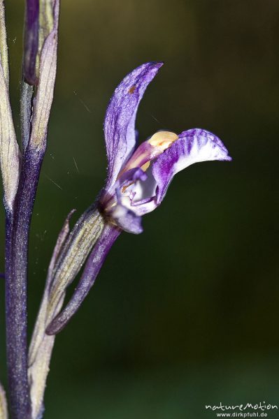 Violetter Dingel, Limodorum abortivum, Orchideen (Orchidaceae), Blüte, Manganello-Tal, Korsika, Frankreich