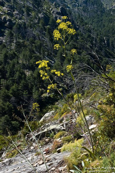 Fenchel, Foeniculum vulgare, Doldenblütler (Apiaceae), Restonica-Tal, Korsika, Frankreich
