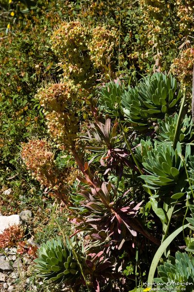 Palisaden-Wolfsmilch, Euphorbia characias, Wolfsmilchgewächse (Euphorbiaceae), Wegrand, Restonica-Tal, Korsika, Frankreich
