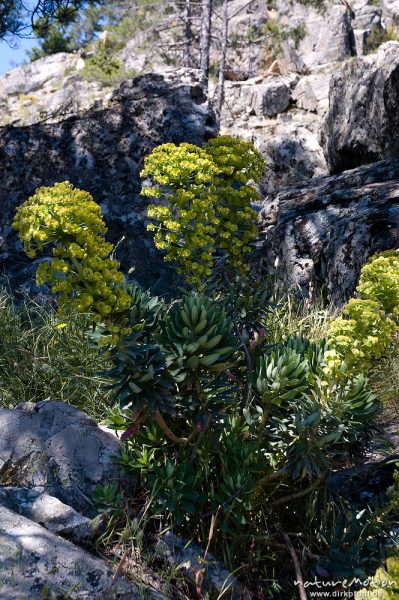 Palisaden-Wolfsmilch, Euphorbia characias, Wolfsmilchgewächse (Euphorbiaceae), Wegrand, Restonica-Tal, Korsika, Frankreich