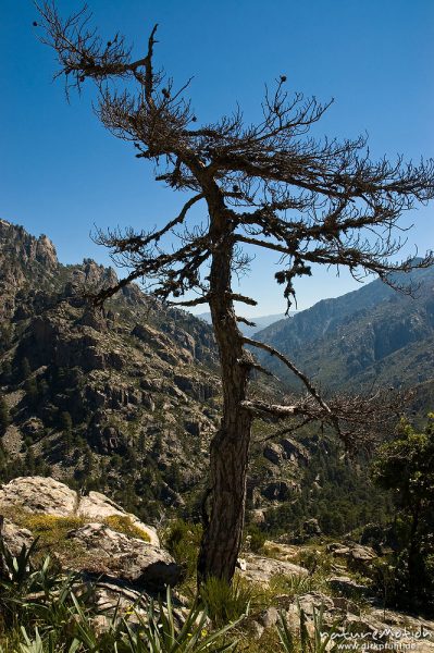 Schwarz-Kiefer, Laricio-Kiefer, Pinus nigra, Pinaceae, abgestorben zwischen Felsen, Restonica-Tal, Korsika, Frankreich