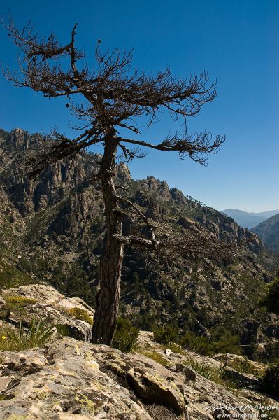 Schwarz-Kiefer, Laricio-Kiefer, Pinus nigra, Pinaceae, abgestorben zwischen Felsen, Restonica-Tal, Korsika, Frankreich