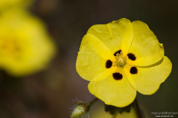Geflecktes Sandröschen, Tuberaria guttata, 	Zistrosengewächse (Cistaceae), Plateau d'Alzo, Korsika, Frankreich