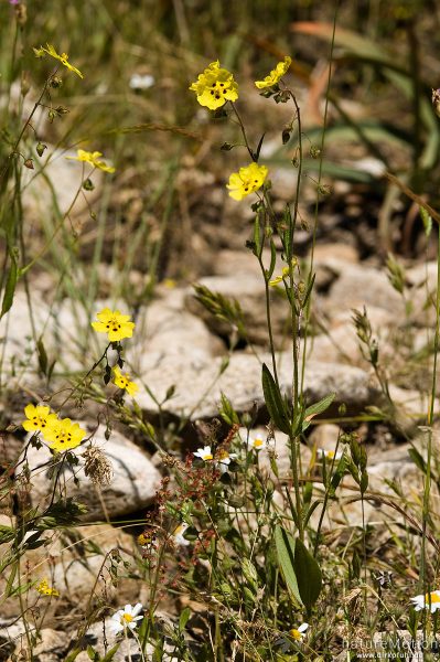 Geflecktes Sandröschen, Tuberaria guttata, 	Zistrosengewächse (Cistaceae), Plateau d'Alzo, Korsika, Frankreich