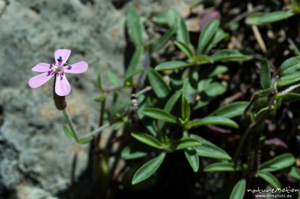 Rotes Seifenkraut, Saponaria ocymoides, Nelkengewächse (Caryophyllaceae), Schutthalde, Plateau d'Alzo, Korsika, Frankreich