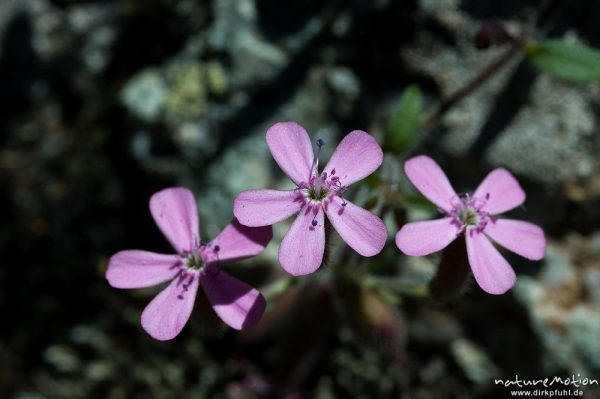 Rotes Seifenkraut, Saponaria ocymoides, Nelkengewächse (Caryophyllaceae), Blüten, Schutthalde, Plateau d'Alzo, Korsika, Frankreich