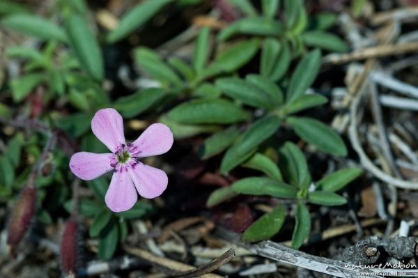 Rotes Seifenkraut, Saponaria ocymoides, Nelkengewächse (Caryophyllaceae), Schutthalde, Plateau d'Alzo, Korsika, Frankreich