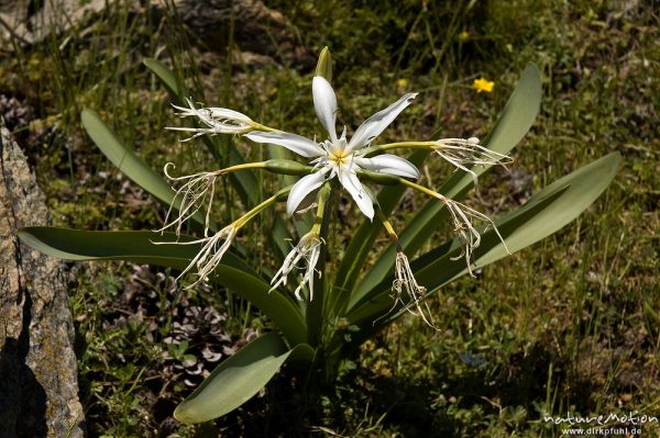 Korsischer Milchstern, Ornithogalum excapum, Hyacinthaceae, endemisch, fast verblüht, Restonica-Tal, Korsika, Frankreich
