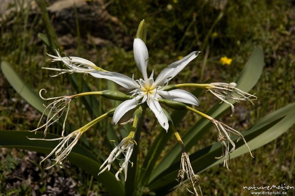 Korsischer Milchstern, Ornithogalum excapum, Hyacinthaceae, endemisch, fast verblüht, Restonica-Tal, Korsika, Frankreich