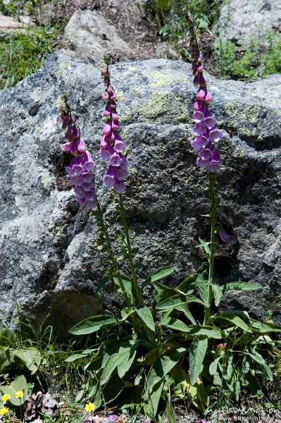 Roter Fingerhut, Digitalis purpurea, Scrophulariaceae, Restonica-Tal, Korsika, Frankreich