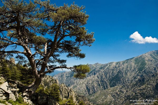 Schwarz-Kiefer, Laricio-Kiefer, Pinus nigra, Pinaceae, an Steilhang, Restonica-Tal, Korsika, Frankreich