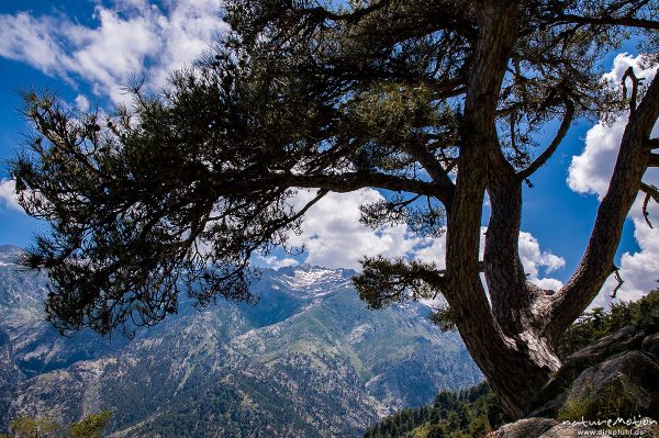 Schwarz-Kiefer, Laricio-Kiefer, Pinus nigra, Pinaceae, an Steilhang, Restonica-Tal, Blick auf Monte Rotondo, Korsika, Frankreich