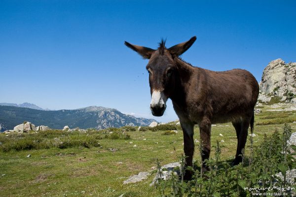 Hausesel, Equus asinus asinus, Pferde (Equidae), Bergerie de Cappelacia, Korsika, Frankreich