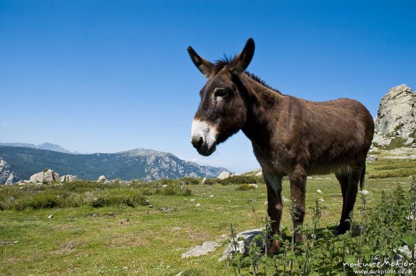 Hausesel, Equus asinus asinus, Pferde (Equidae), Bergerie de Cappelacia, Korsika, Frankreich