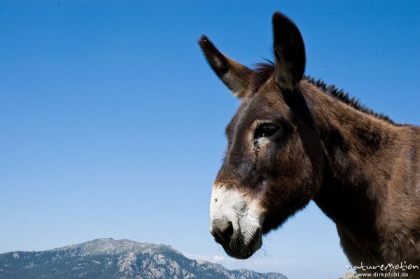 Hausesel, Equus asinus asinus, Pferde (Equidae), Kopf, Bergerie de Cappelacia, Korsika, Frankreich