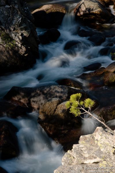 Bergbach mit fließendem Wasser, Felsen mit Kiefernschößling, Tavignano bei der Sega-Hütte, Korsika, Frankreich