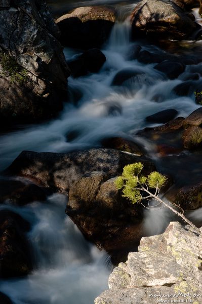 Bergbach mit fließendem Wasser, Felsen mit Kiefernschößling, Tavignano bei der Sega-Hütte, Korsika, Frankreich