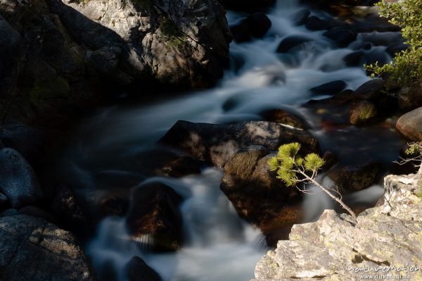 Bergbach mit fließendem Wasser, Felsen mit Kiefernschößling, Tavignano bei der Sega-Hütte, Korsika, Frankreich